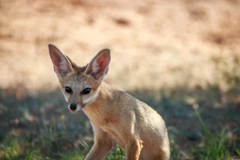 Cape fox starring at the camera. Stock Photos