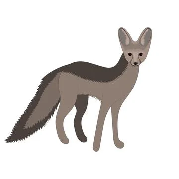 Cape fox vector illustration. Wild mammal animal. Stock Illustration