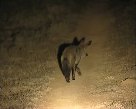 A  cape foxes  / silwervos Stock Footage 11623203
