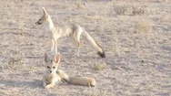 Cape Foxes Wait For Their Parents Near Their Desert Den Stock Footage
