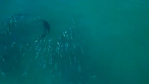 Cape Fur Seal Catching Fish Stock Footage 101061019