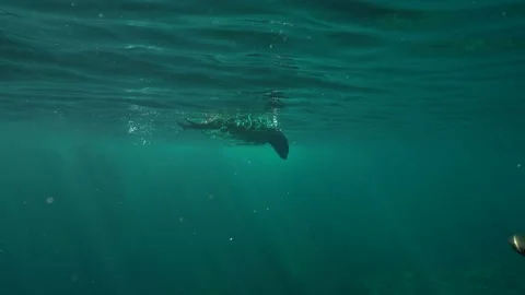 Cape fur seal caught in plastic fishing net swimming underwater 4k Stockbeeldmateriaal 164069736
