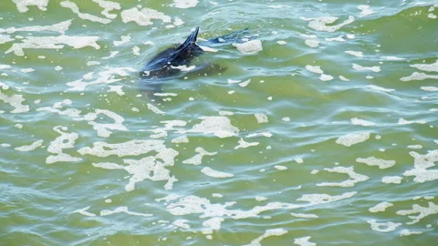 Cape fur seal chews and swallows octopus at ocean surface, close-up Stock Footage 249136648