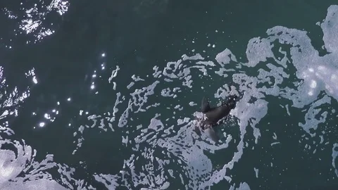 Cape Fur Seal Stock Footage 76358036