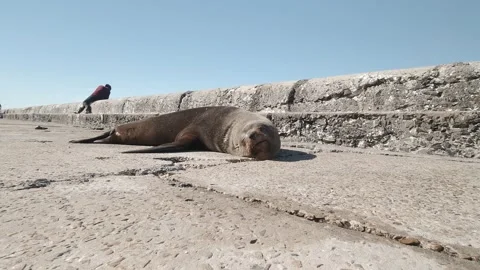 Cape Fur Seal Stockbeeldmateriaal 154855459