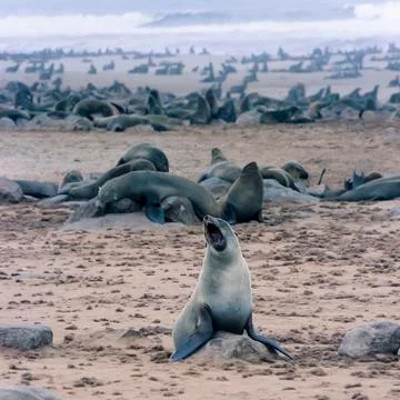 Cape Fur Seal Stock Photos