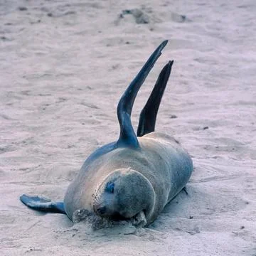 Cape Fur Seal Stock Photos