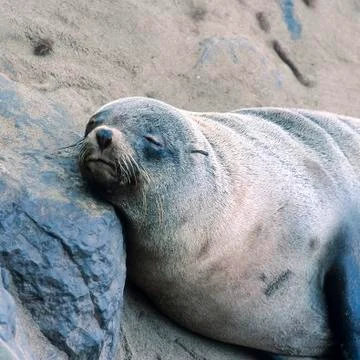 Cape Fur Seal Stock Photos