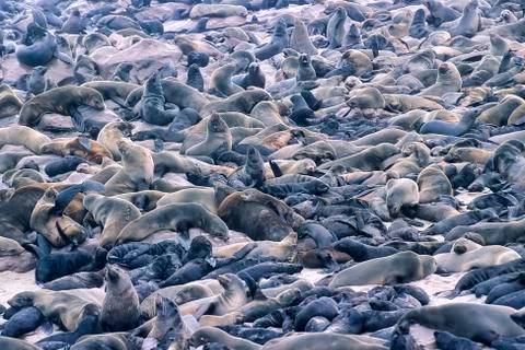 Cape Fur Seal Stock Photos