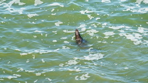Cape fur seal slaps octopus on ocean surface to kill it, marine predator Stock Footage 249130031
