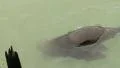 Cape Fur Seal in SloMo 013 GFHD HD Footage