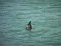 Cape Fur Seal swimming in the VA Waterfront Cape Town SD Footage