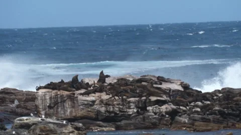 Cape Fur Seals basking in the sun on rocks with waves breaking on the rocks  Stock Footage 341409769