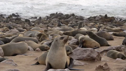 Cape Fur Seals at Cape Cross Seal Reserve, Skeleton Coast, Namibia Stock Footage 339692907