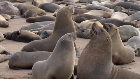Cape Fur Seals at Cape Cross Seal Reserve, Skeleton Coast, Namibia Stock Footage 339737014