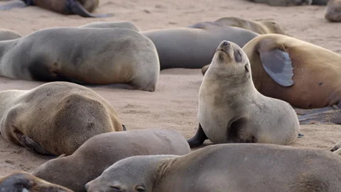 Cape Fur Seals at Cape Cross Seal Reserve, Skeleton Coast, Namibia Stock Footage 339737085