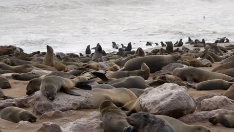 Cape Fur Seals at Cape Cross Seal Reserve, Skeleton Coast, Namibia Stock Footage 339737364