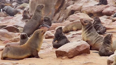 Cape Fur Seals fighting, playing, &amp; relaxing. Stock Footage 44127825