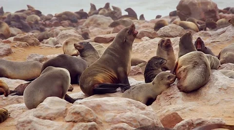 Cape Fur Seals fighting, playing, &amp; nursing. Stock Footage 44128787