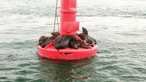 Cape Fur Seals on a floating navigation buoy platform Stock Footage 148157917