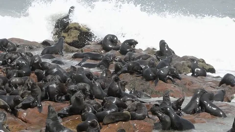 Cape fur seals Stock Footage 125956363