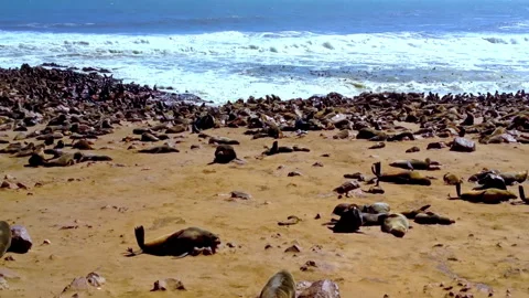 Cape fur seals resting on Skeleton Coast in Namibia at Cape Cross Stock Footage 339050958