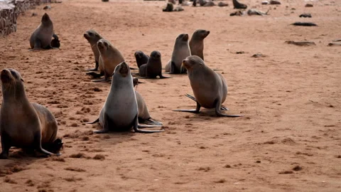 Cape Fur Seals Walking from Ocean Across Sand in Namibia. Stock Footage 313604528