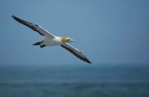 Cape Gannet bird Stock Photos