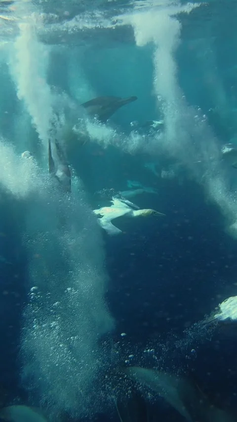 Cape gannets and common dolphins hunting sardines during the Sardine Run in.. Stock Footage 342839961
