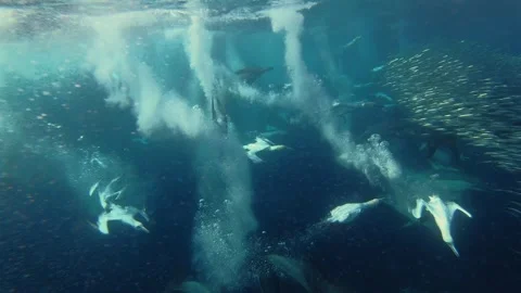 Cape gannets and common dolphins hunting sardines during the Sardine Run in.. Stock Footage 342839965