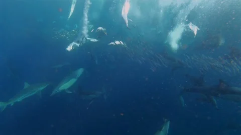Cape gannets diving and catching sardines with dolphins during the Sardine .. Stock Footage 342843557