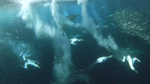 Cape Gannets Diving Through a Sardine Baitball Underwater Stock Footage 337051604