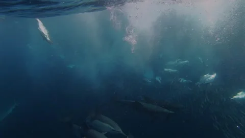 Cape gannets diving while common dolphins swim among sardines during the Sa.. Stock Footage 342844637