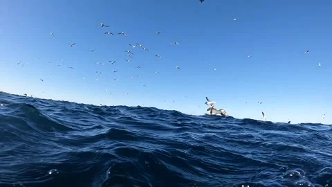 Cape gannets flying away over the ocean after a sardine feeding event durin.. Stock Footage 342327487