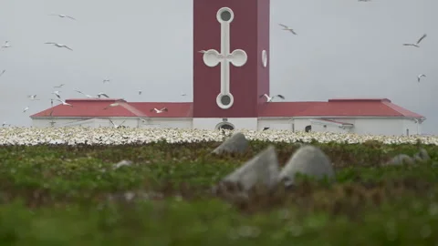Cape Gannets Nesting Below Bird Island Lighthouse Cross Tower, South Africa Stock Footage 342869425