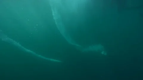 Cape Gannets - Port St Johns - 6 Gannet Dive with1 ascending Vidéo 118044153