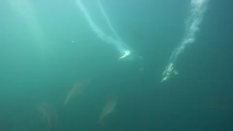 Cape Gannets - Port St Johns - 3 gannets dive and one catches a fish Stock Footage 118065950