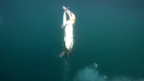 Cape Gannets - Port St Johns - Gannet diving and catching fish close by Vidéo 118085113