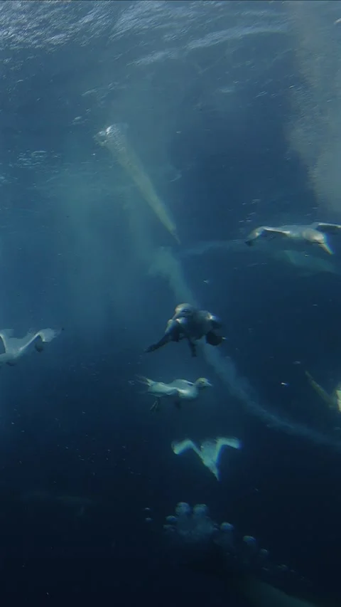 Cape gannets swimming underwater with diving seabirds in the background dur.. Stock Footage 342844646