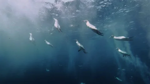 Cape gannets swimming underwater with diving seabirds in the background dur.. Stock Footage 342845485