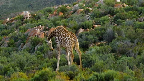 Cape giraffe has stunning coat pattern with brown patches, walks in Vídeos de archivo 248052194