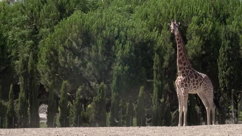 A Cape Giraffe Stands Alone With Its Head In The Air Chewing On Acacia 스톡 동영상 167100986