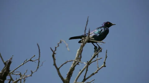 Cape Glossy Starling Bird Stock Footage 28712838