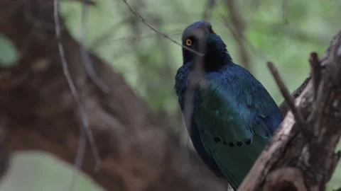 Cape glossy starling closeup Stock Footage 297574865
