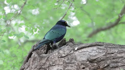Cape glossy starling nesting in tree trunk Stock Footage 297556283