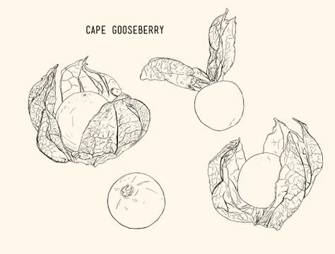 Cape goose berry Stock Illustration