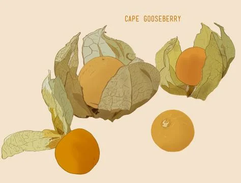 Cape goose berry Stock Illustration