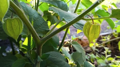 Cape Gooseberry 스톡 동영상 165312511