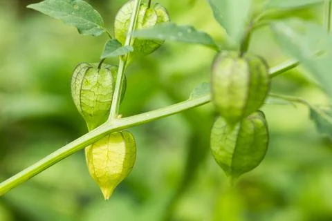 Cape gooseberry Stock Photos