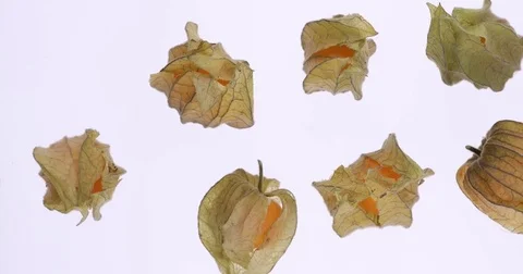 Cape gooseberry physalis Stock Footage 82093713